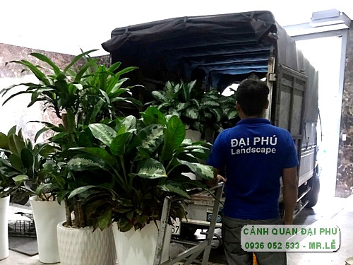 Cho thuê cây cảnh Tp Thủ Đức uy tín 
