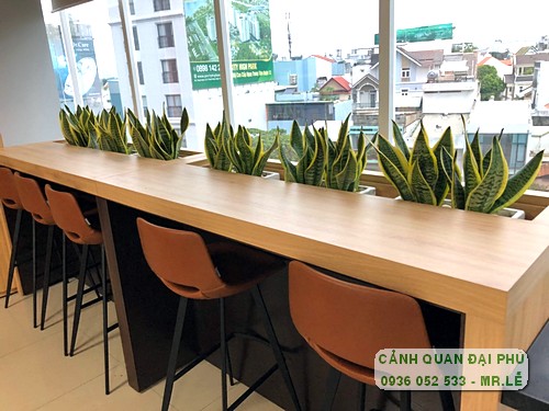 Dòng cây lá rủ ban công