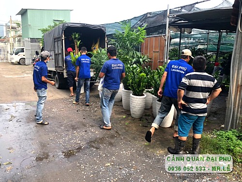 Dịch vụ cho thuê cây cảnh tại Tp.HCM | Vườn cây cảnh Đại Phú tại Thủ Đức