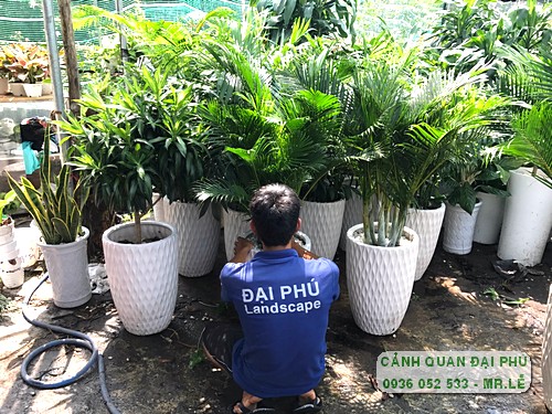 cho thuê cây cảnh trang trí phòng làm việc