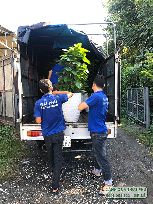 Tiêu chuẩn thi công trồng cây xanh công trình
