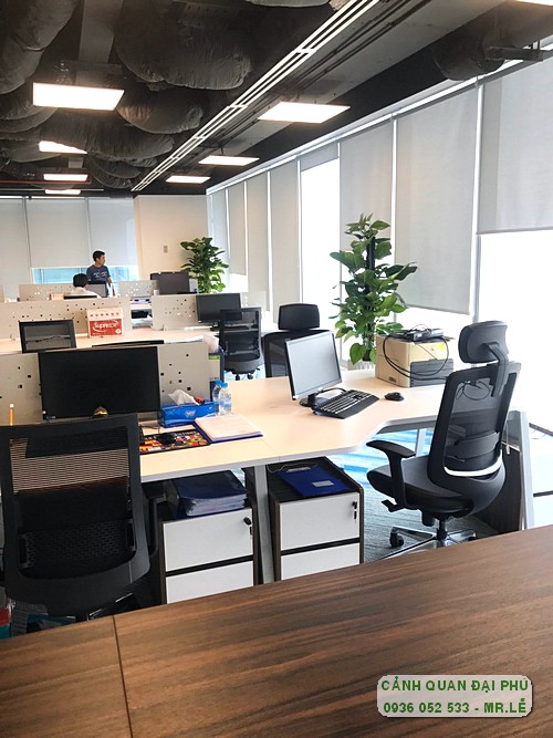 cho thuê cây cảnh trang trí phòng làm việc