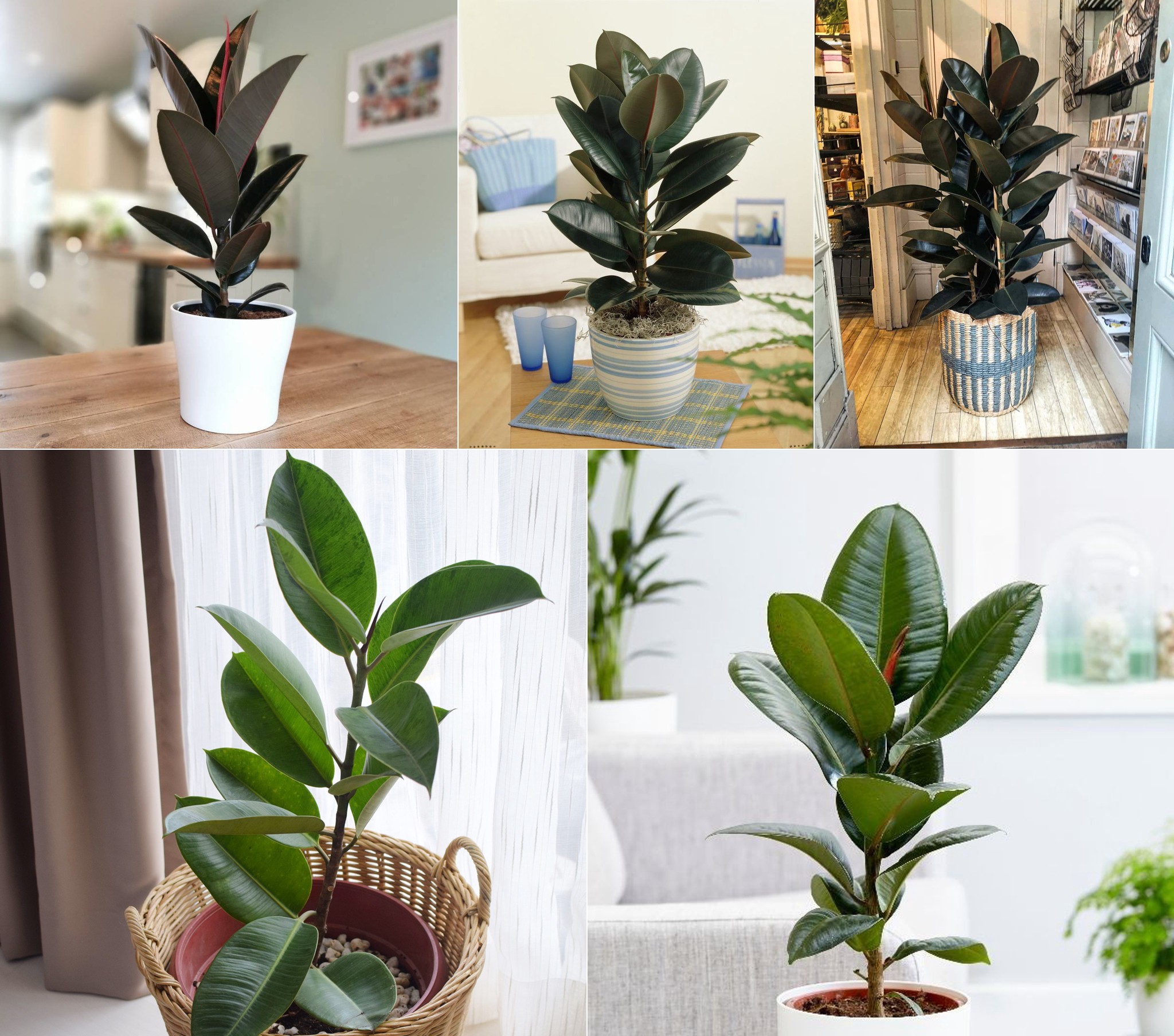 cho thuê cây cảnh văn phòng Đồng Nai 