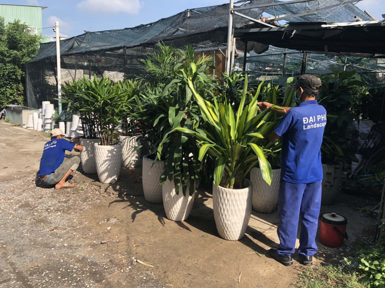 cho thuê cây cảnh văn phòng Gò Vấp
