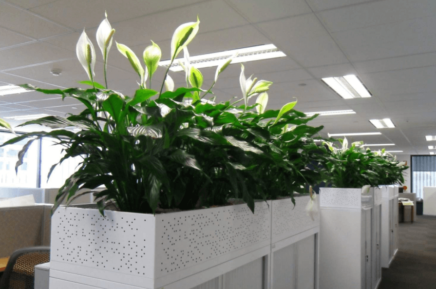 cho thuê cây cảnh văn phòng Gò Vấp