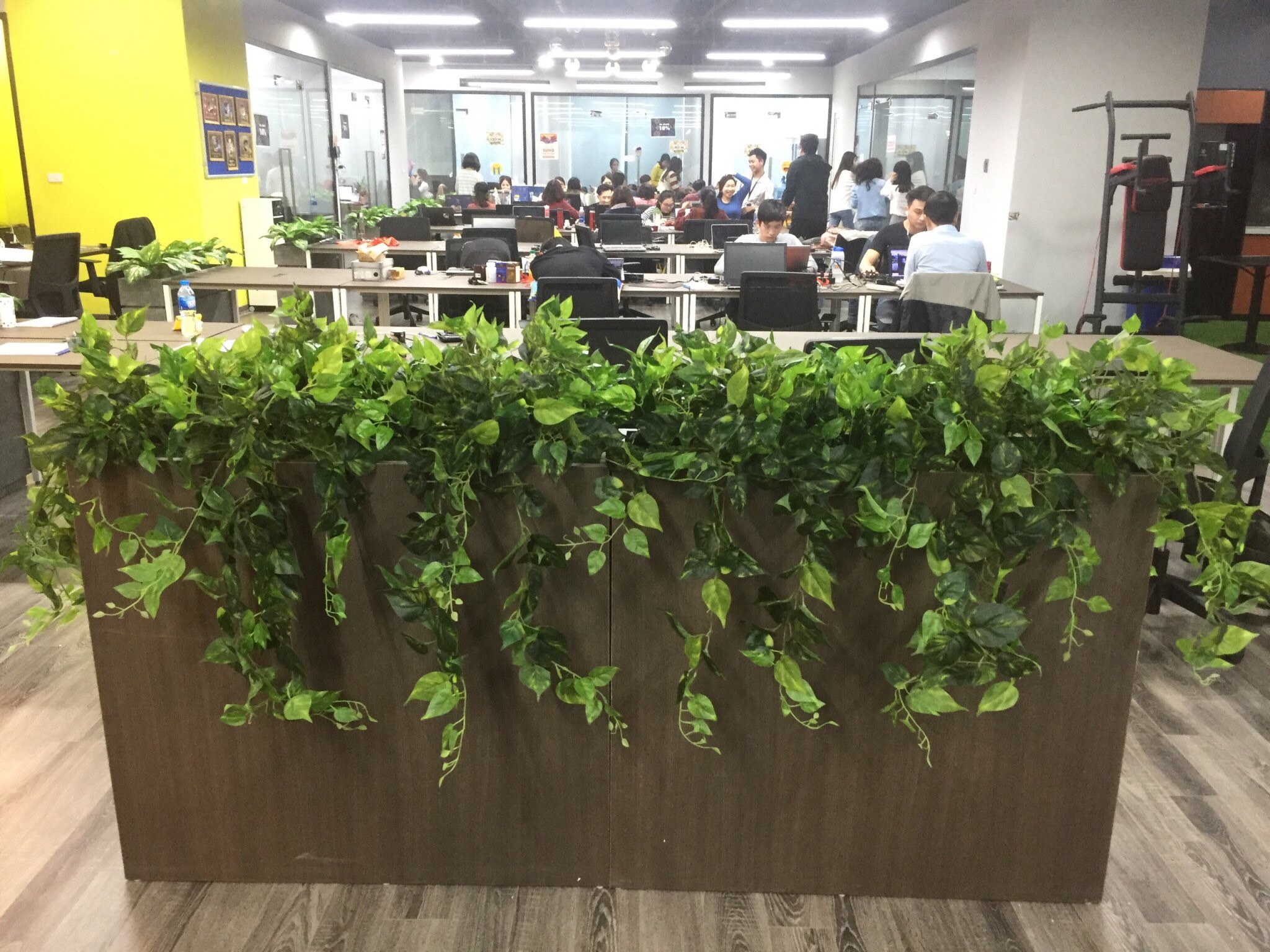 cho thuê cây cảnh văn phòng Gò Vấp
