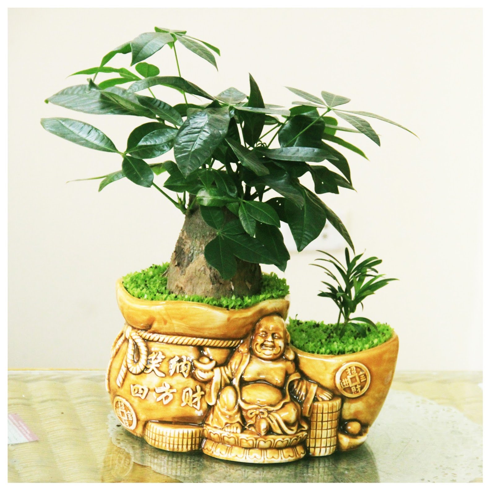 cho thuê cây cảnh văn phòng quận 2 