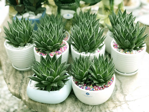 cho thuê cây cảnh văn phòng quận 3