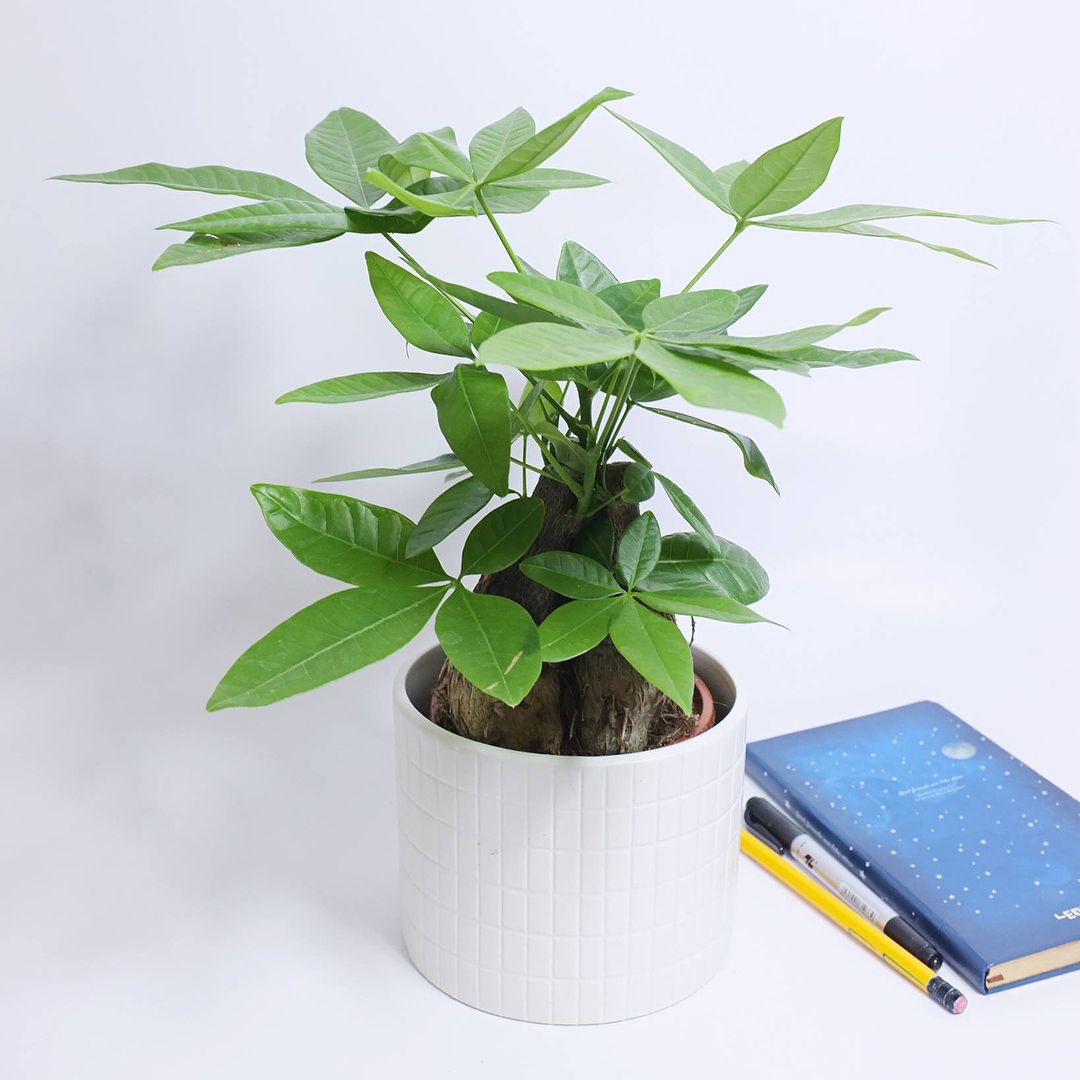cho thuê cây cảnh văn phòng quận 3