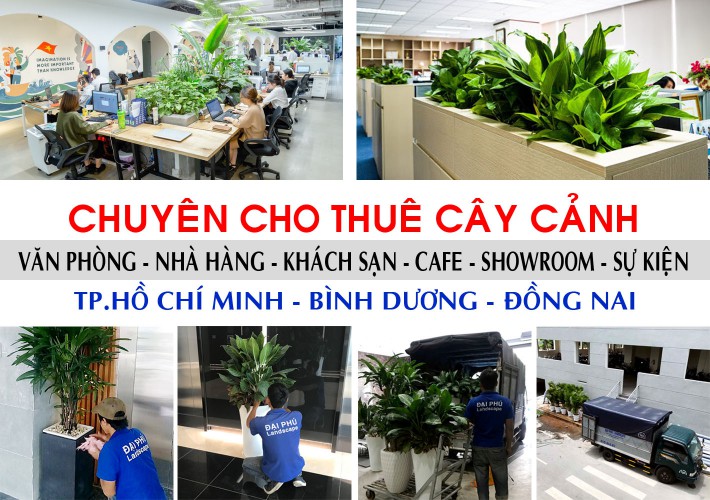 cho thuê cây cảnh văn phòng quận 9