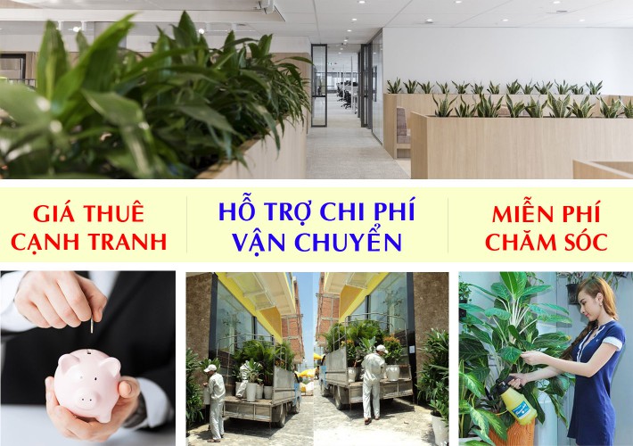 cho thuê cây cảnh văn phòng quận 9