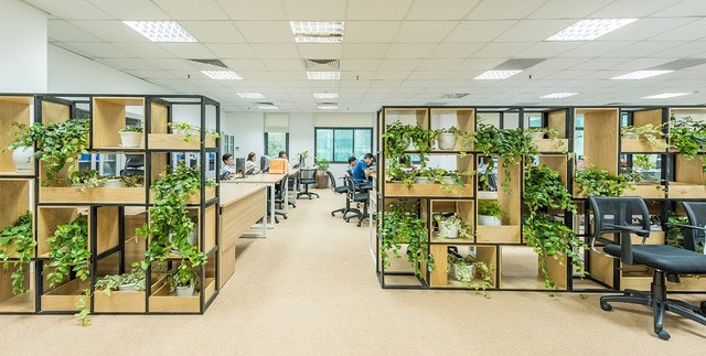 cho thuê cây cảnh văn phòng Tân Bình