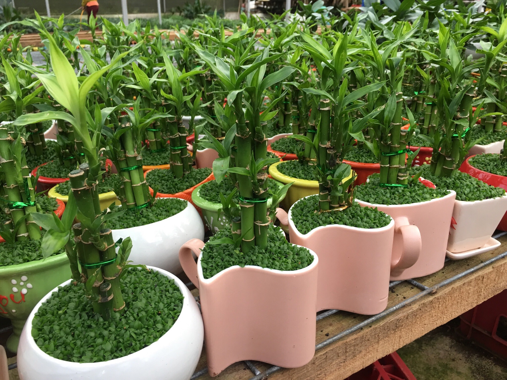 cho thuê cây cảnh văn phòng Tân Phú