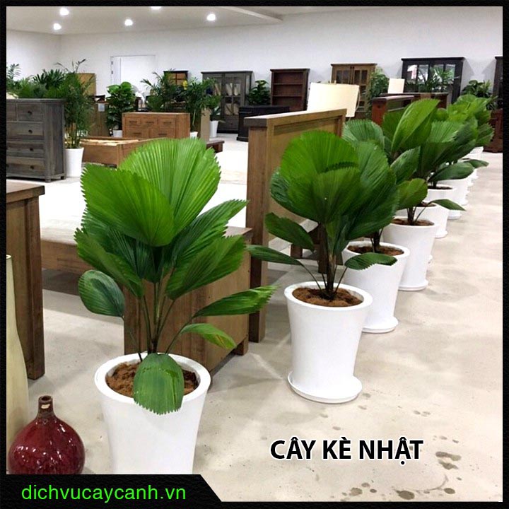 cho thuê cây cảnh văn phòng TP Thủ Đức