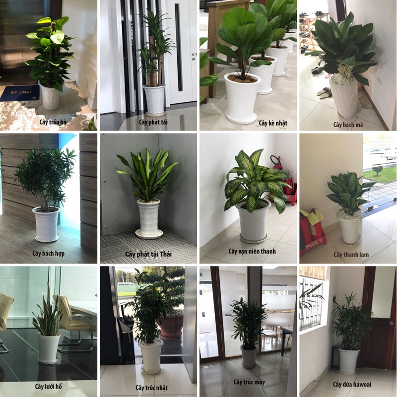 Bảng báo giá cho thuê cây cảnh văn phòng năm 2020 Bảng báo giá cho thuê cây cảnh văn phòng năm 2020