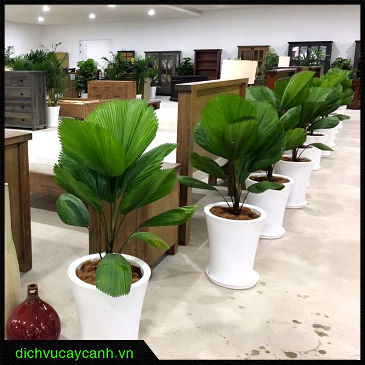 cho thuê cây xanh Nhà Bè 