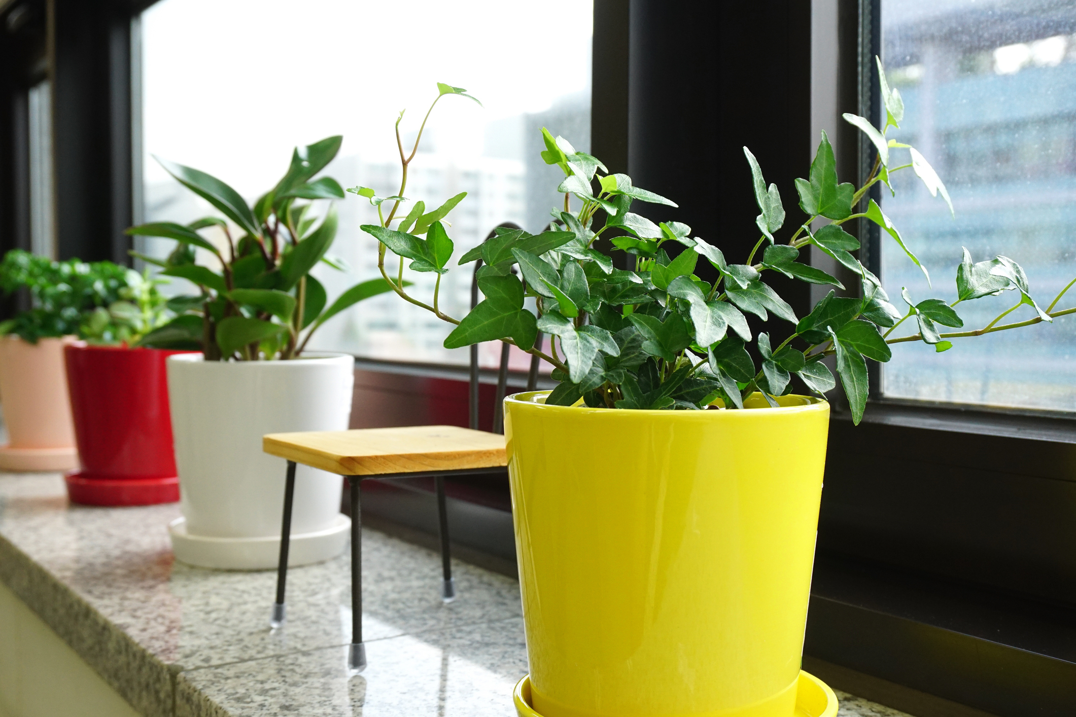 cho thuê cây xanh quận 10