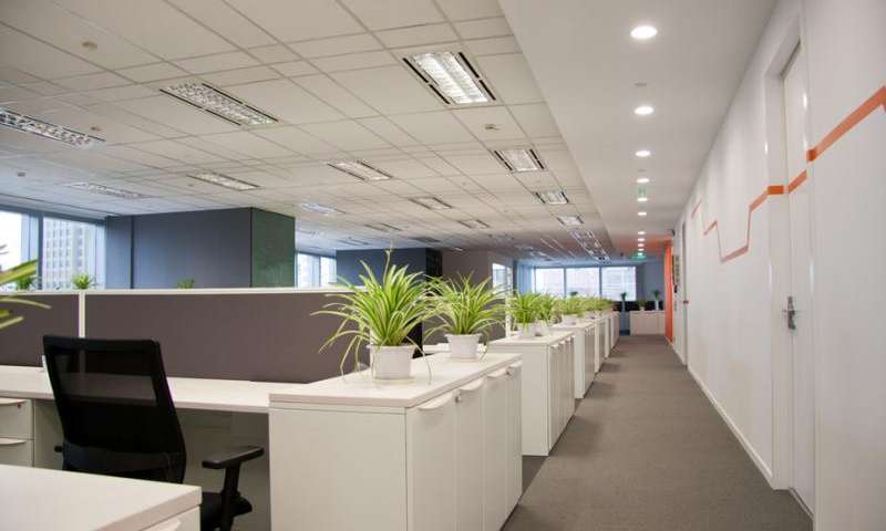 cho thuê cây xanh quận 9