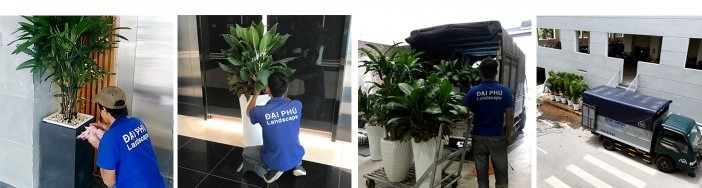 cho thuê cây xanh tại HCM