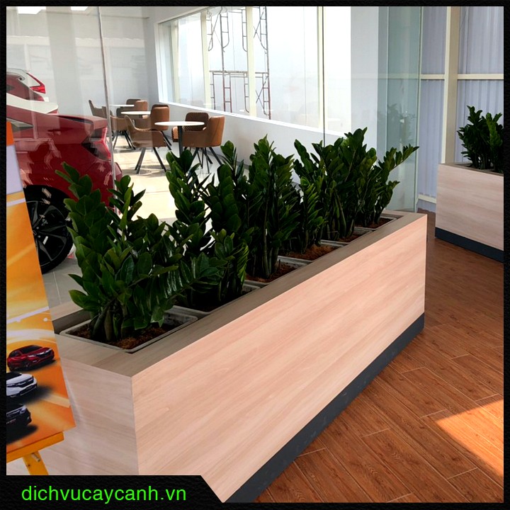 cho thuê cây xanh Thuận An