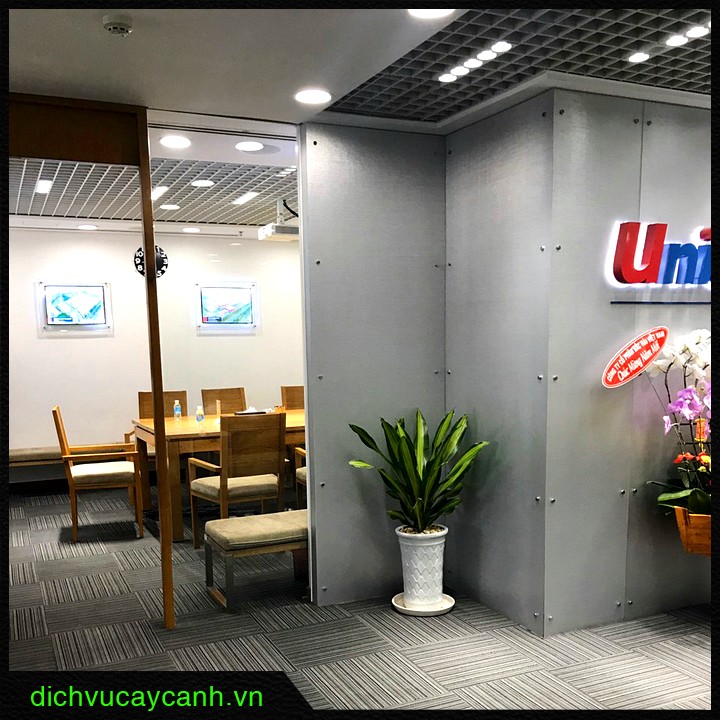 cho thuê cây xanh Thuận An