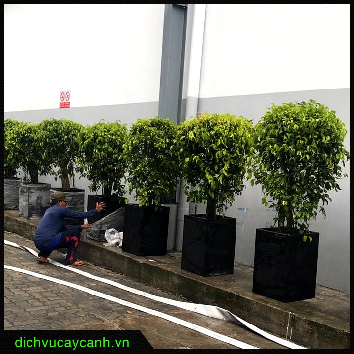 cho thuê cây xanh Thuận An