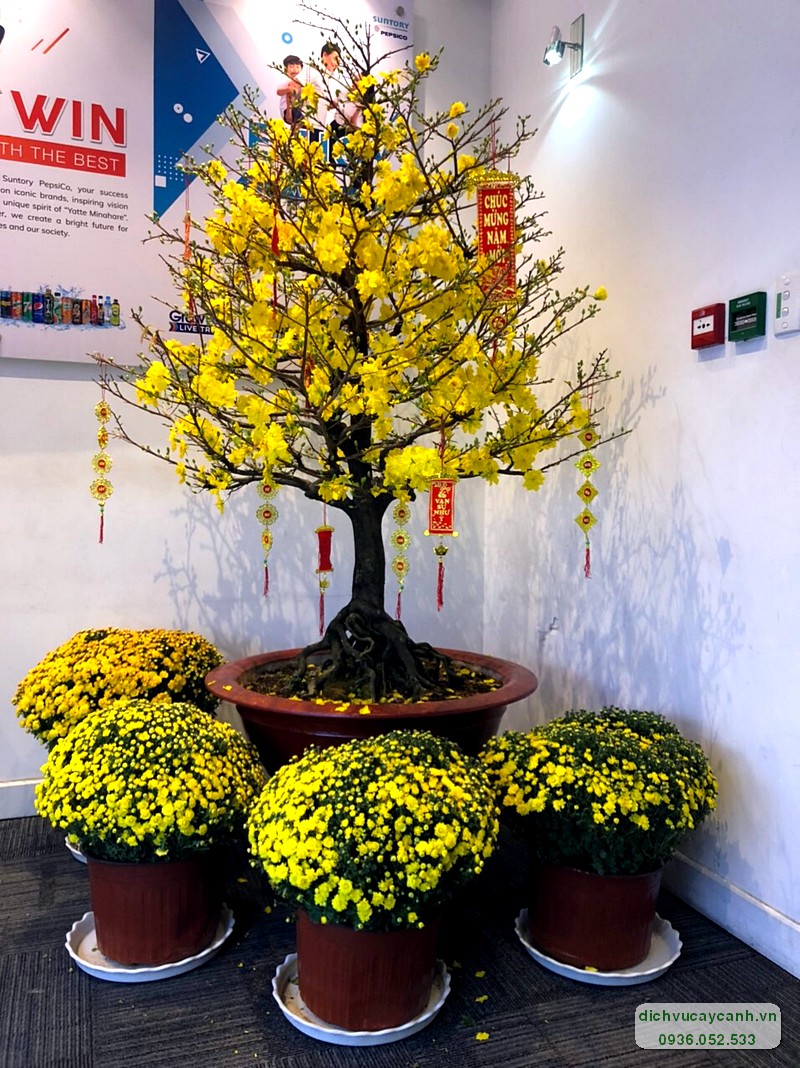 cho thuê mai tân niên