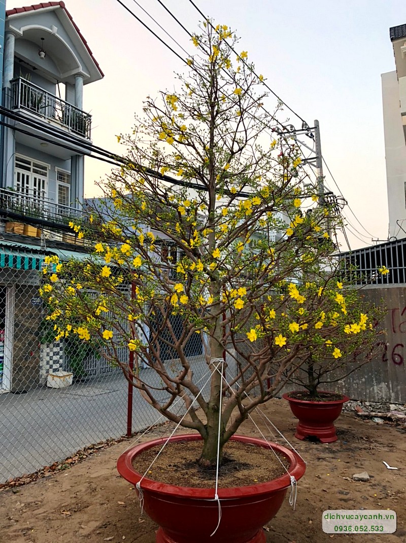 cho thuê mai Tết tại Đồng Nai 