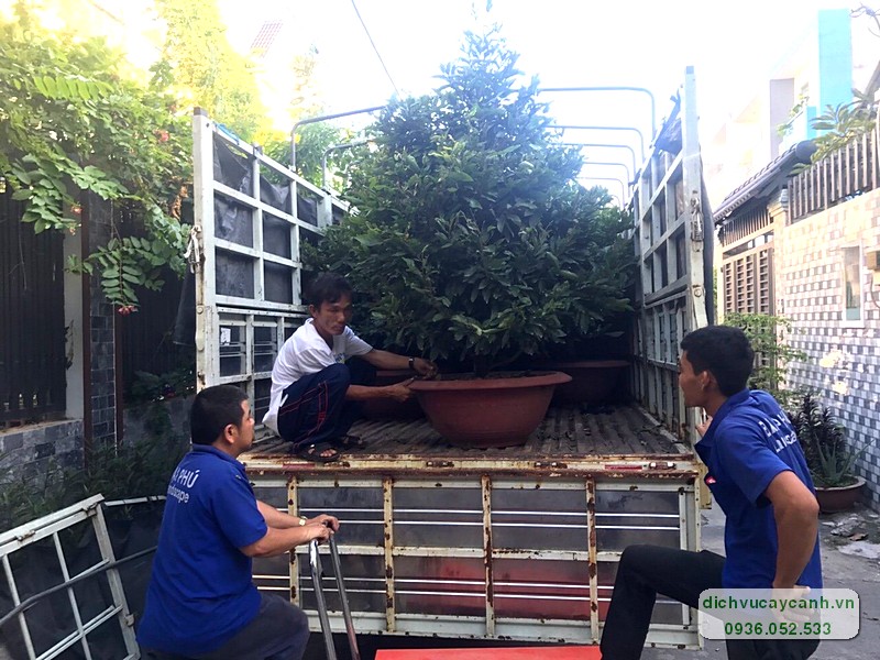 Miễn phí vận chuyển khi thuê mai chưng Tết