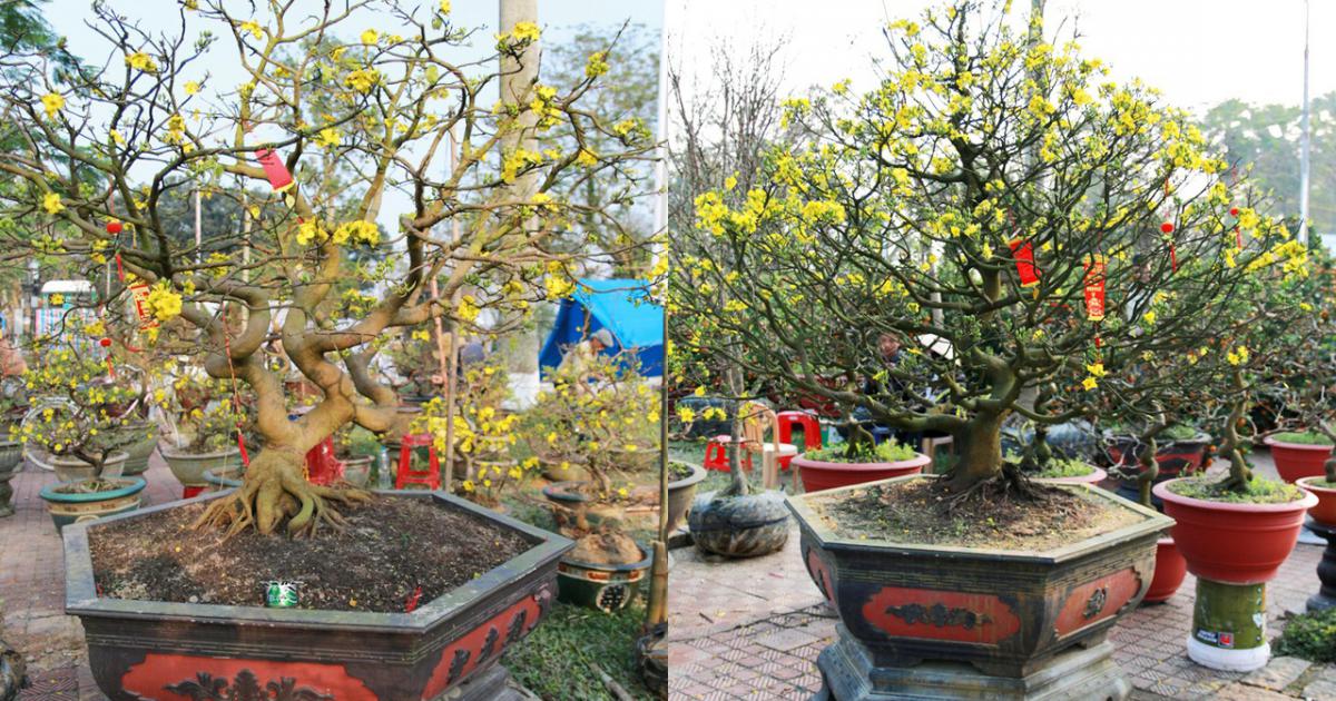 cho thuê mai tết tại vườn