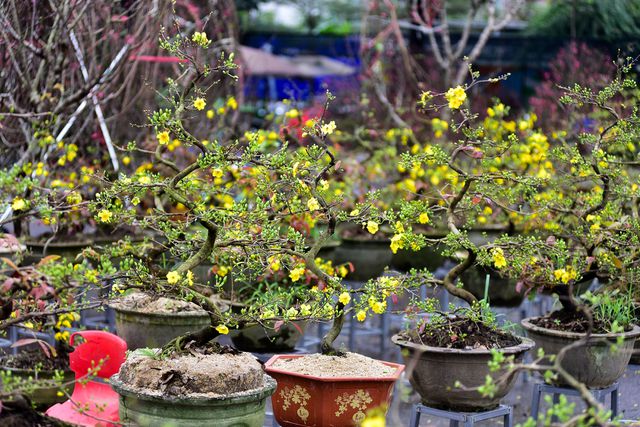 cho thuê mai tết tại vườn