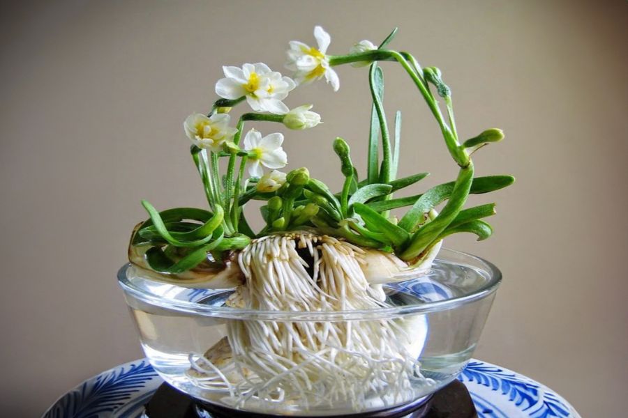 Chuẩn bị đầy đủ dao gọt, nước sạch và củ khỏe giúp gọt thủy tiên đạt hiệu quả.