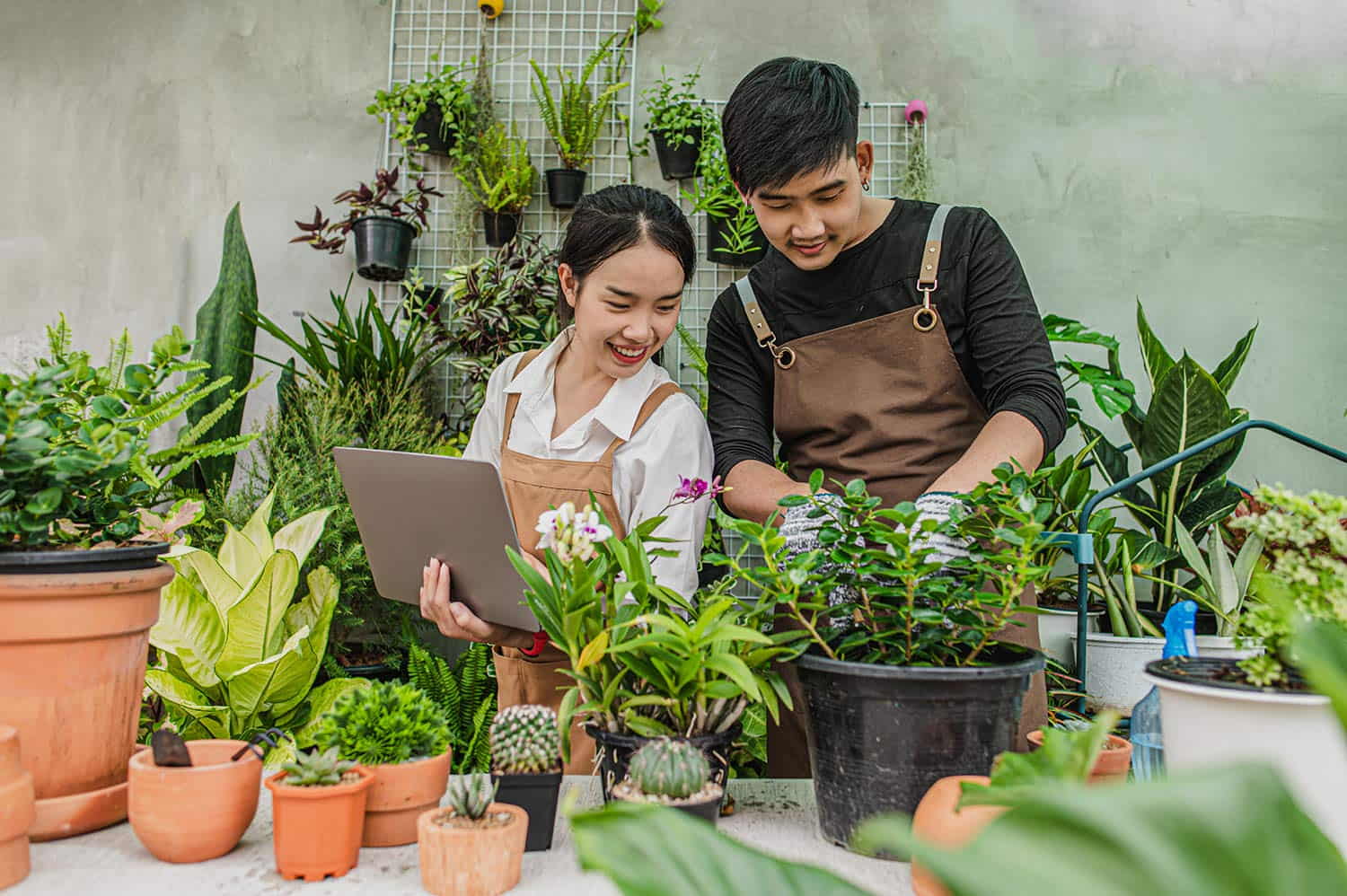 Cây trồng ban công chịu nắng mang lại nhiều lợi ích vượt trội