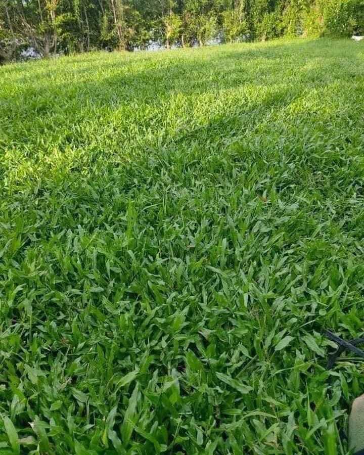 Lựa chọn loại cỏ phù hợp để trồng sân vườn