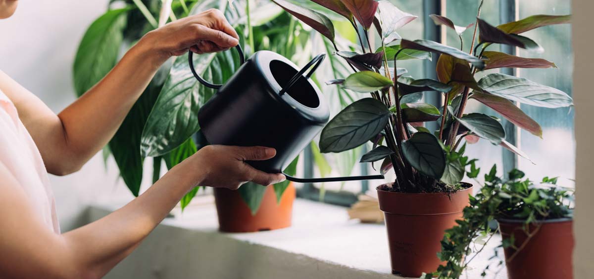 có nên tưới cây vào ban đêm không?