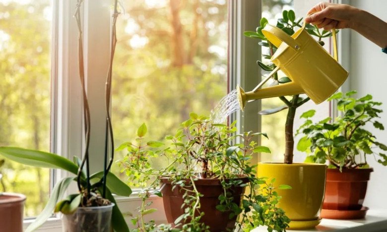 Bản chất của việc tưới cây vào ban đêm
