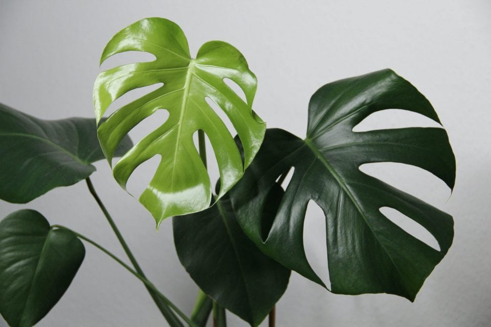 Monstera giúp trang trí không gian, thanh lọc không khí và tạo cảm giác thư giãn.
