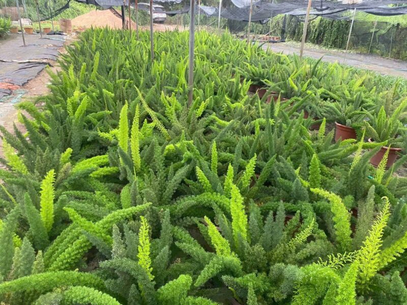 Cây tùng đuôi chồn giúp trang trí cảnh quan và tạo không gian xanh mát.