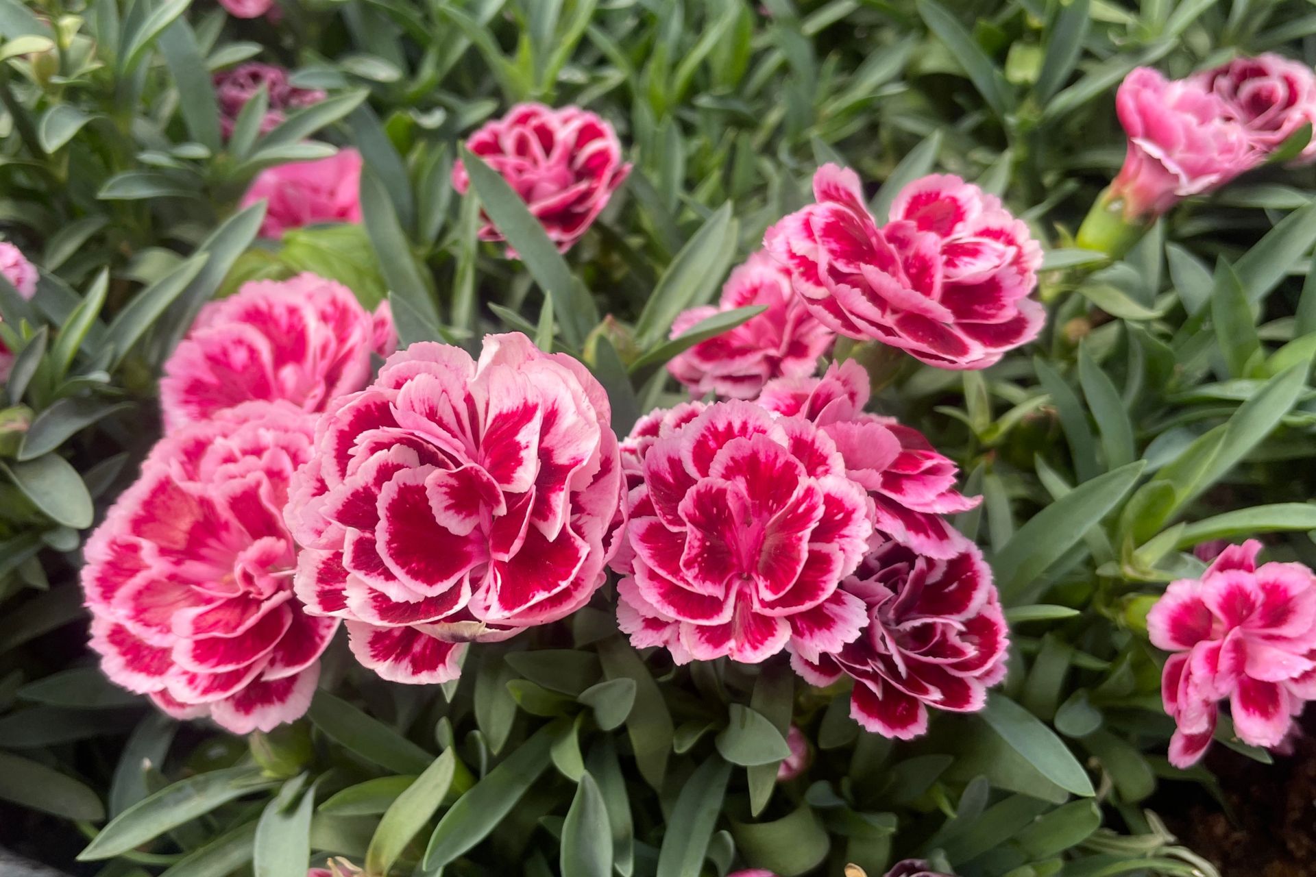 Hoa cẩm nhung vừa tô điểm không gian, vừa giúp thanh lọc không khí hiệu quả.