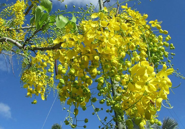 Muồng hoàng yến mang giá trị cảnh quan, dược liệu và kinh tế.
