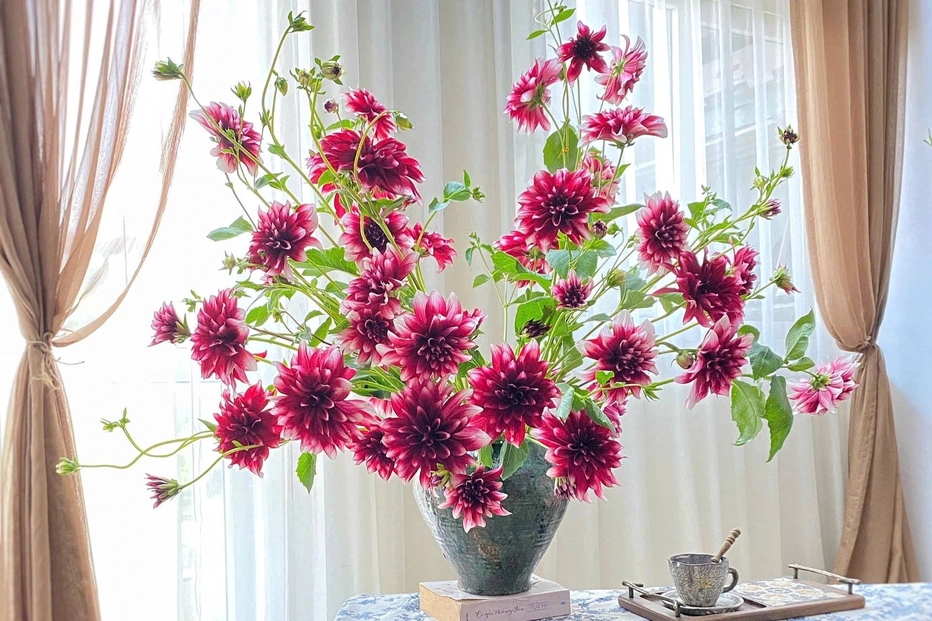 Hoa thược dược giúp trang trí không gian và mang giá trị kinh tế. 
