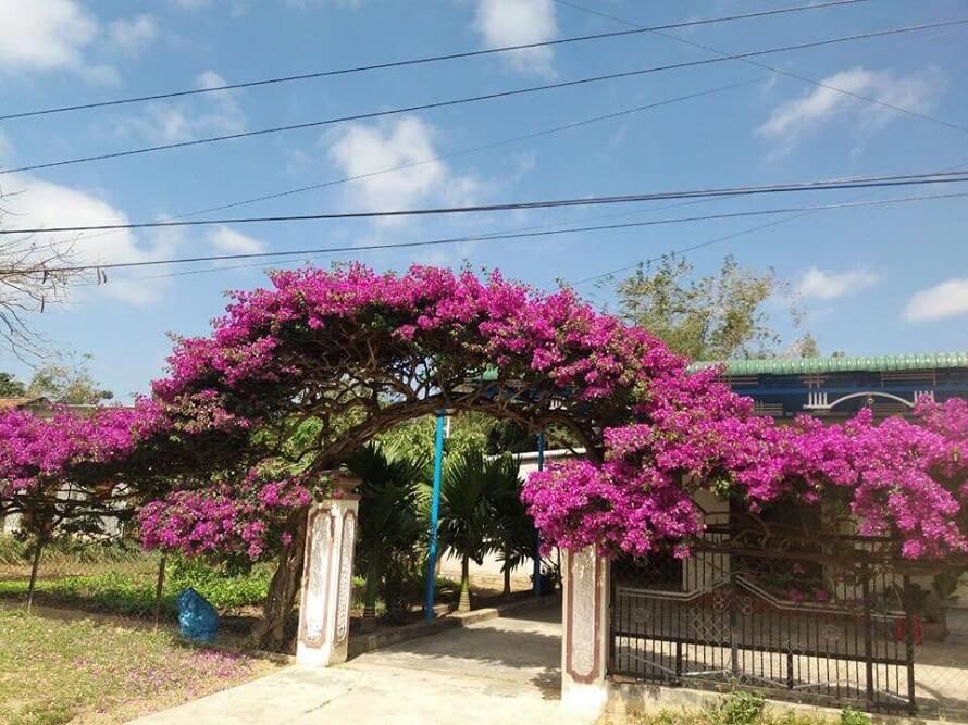 Vòm cổng hoa giấy truyền thống