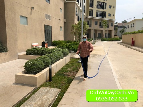 công ty chăm sóc cây cảnh
