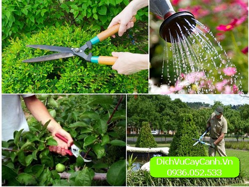 công ty chăm sóc cây xanh uy tín