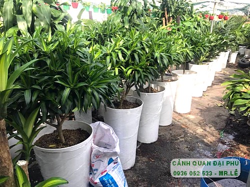 Công ty cho thuê cây cảnh tại thành phố Thủ Đức 