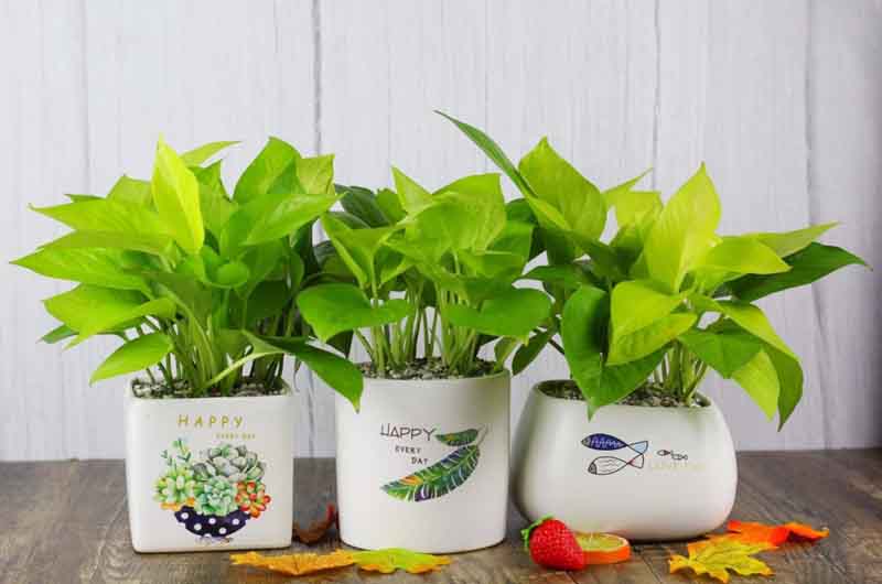 Đại Phú - địa chỉ cung cấp cây quà tặng uy tín