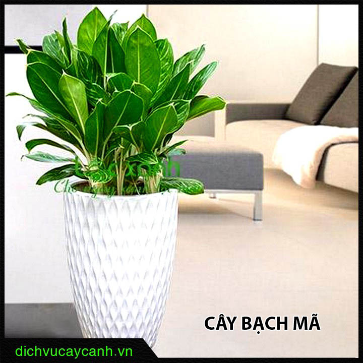 Dịch vụ cung cấp cây quà tặng Đại Phú giá hợp lý