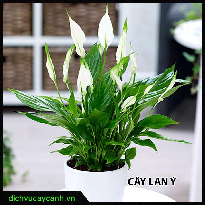 Lan Ý - cây quà tặng sinh nhật ý nghĩa
