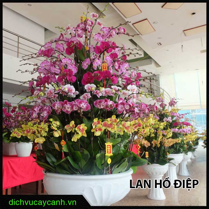 Cây quà tặng sinh nhật - Lan Hồ Điệp