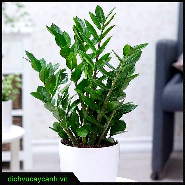 Cây quà tặng khai trương - cây Kim ngân